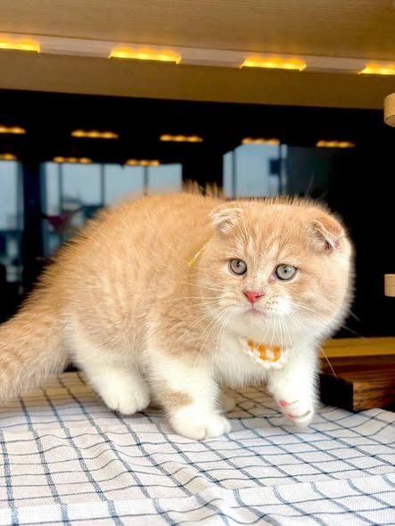 Scottish Fold
