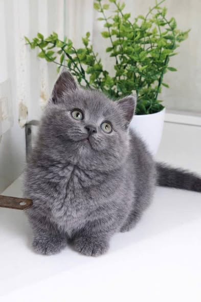 Munchkin