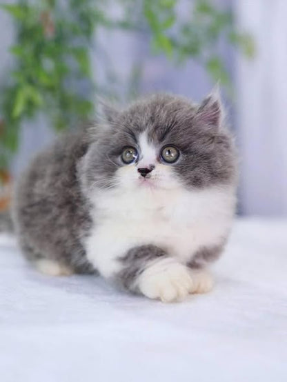 Munchkin Longhair