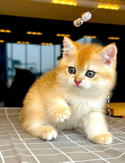 British Shorthair