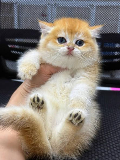 British Shorthair