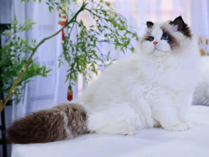 Ragdoll