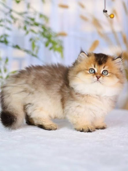 Munchkin Longhair