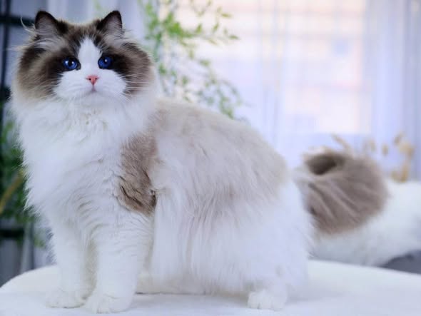Ragdoll