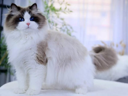 Ragdoll