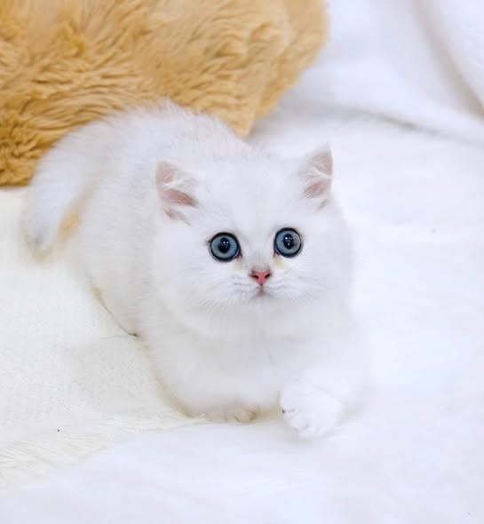 Munchkin