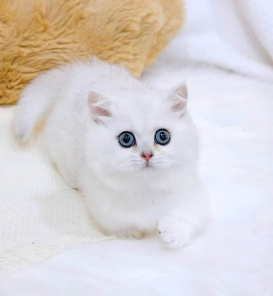 Munchkin