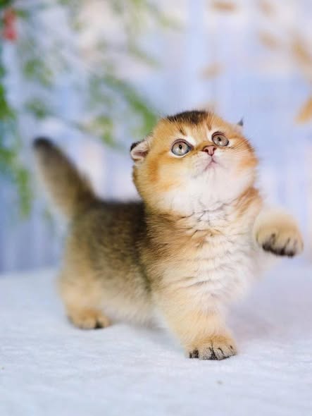 Munchkin Fold