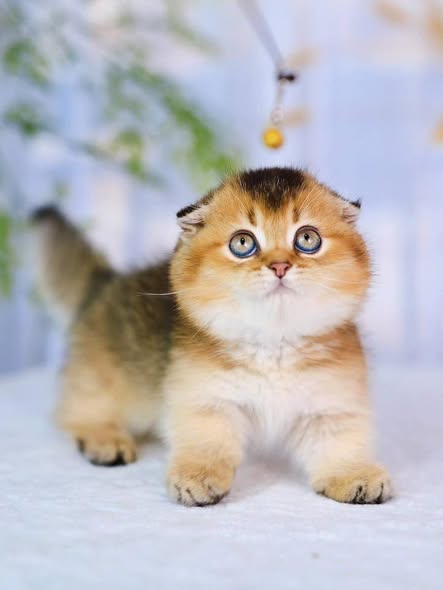 Munchkin Fold