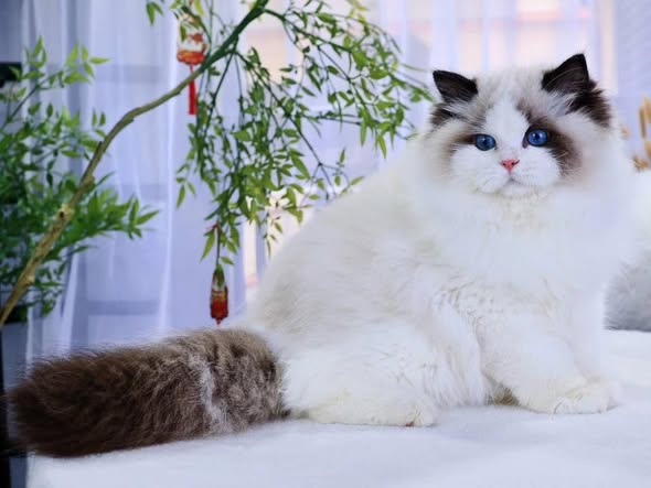 Ragdoll