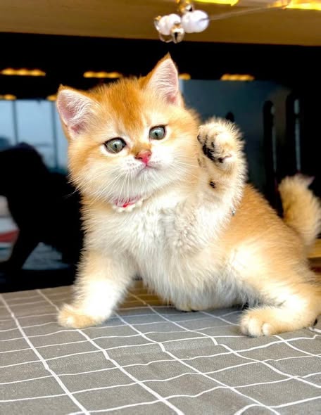 British Shorthair