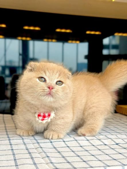Munchkin Fold
