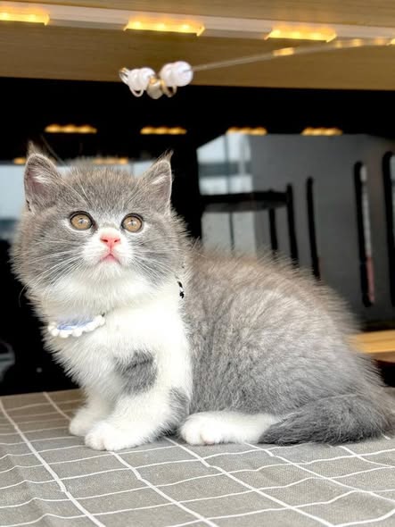 British Shorthair