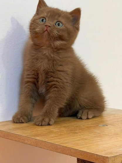 British Shorthair