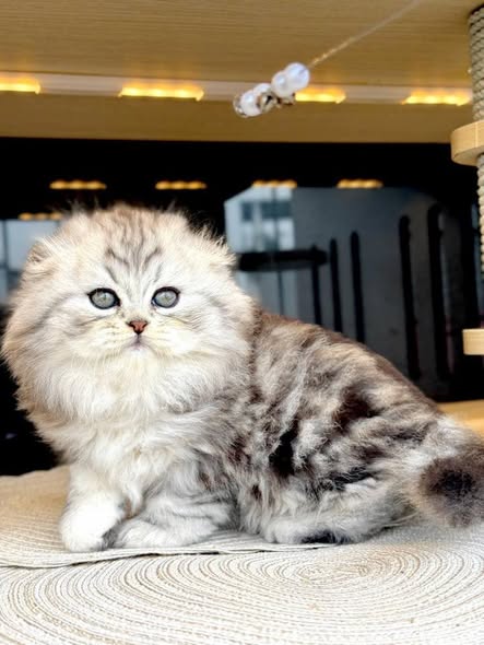 Scottish Fold Longhair