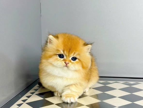Munchkin Longhair
