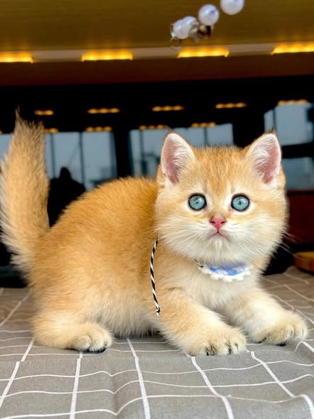 British Shorthair