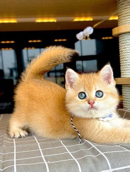 British Shorthair