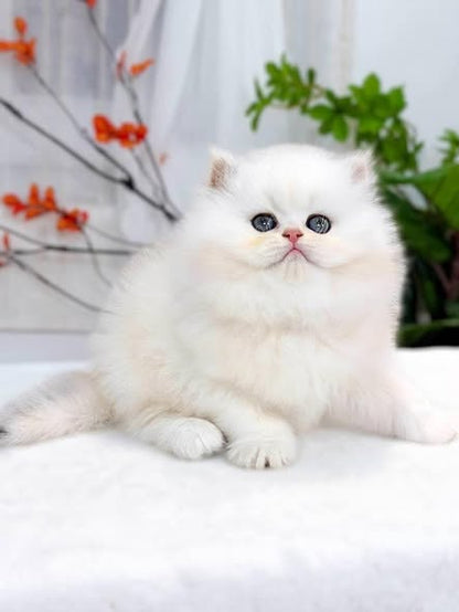 British Longhair