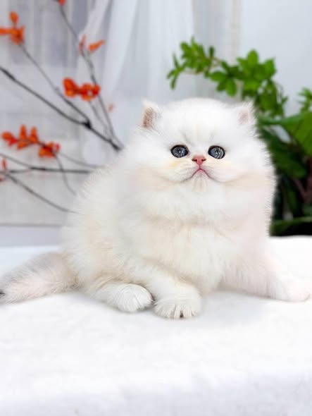 British Longhair