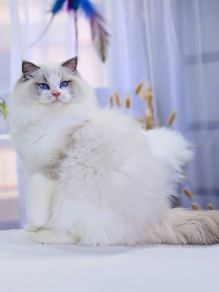 Ragdoll