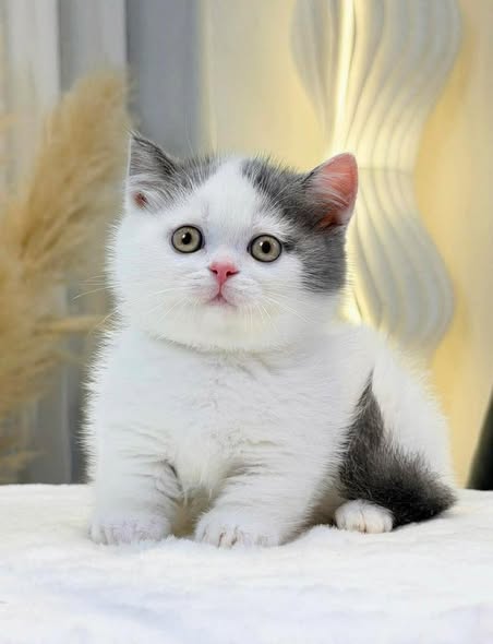 Munchkin