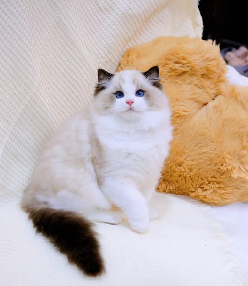 Ragdoll