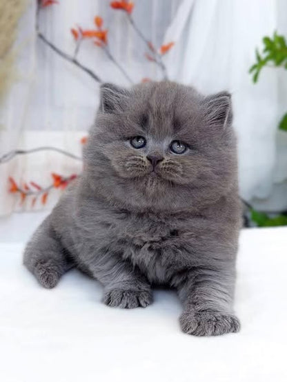 British Longhair