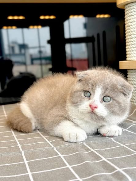 Scottish Fold