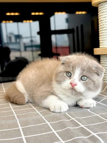 Scottish Fold