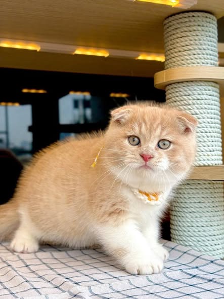 Scottish Fold