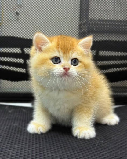 British Shorthair