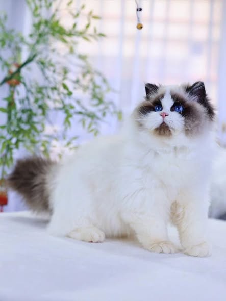 Ragdoll