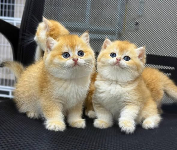 British Shorthair