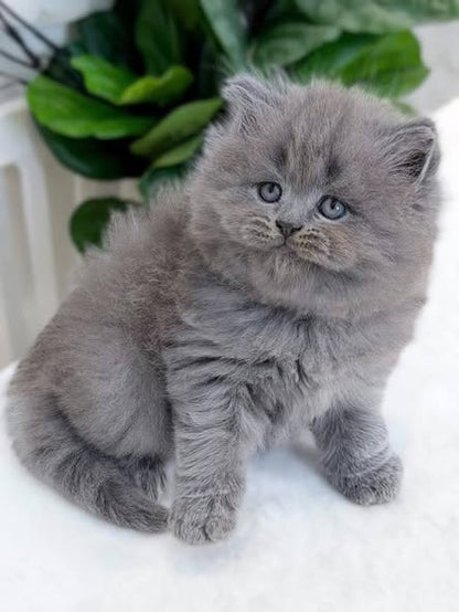 British Longhair