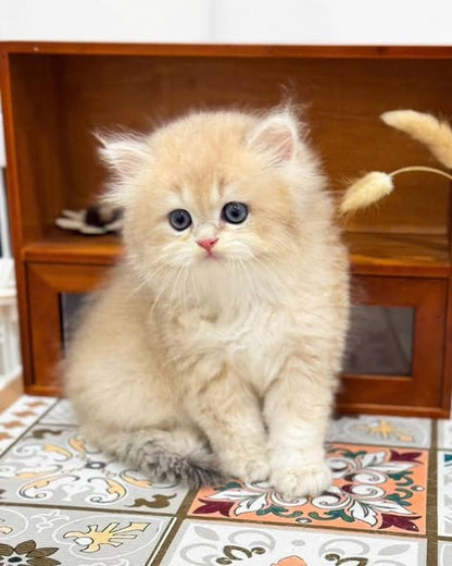 British Longhair