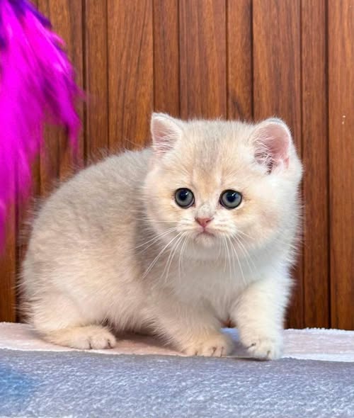 British Shorthair