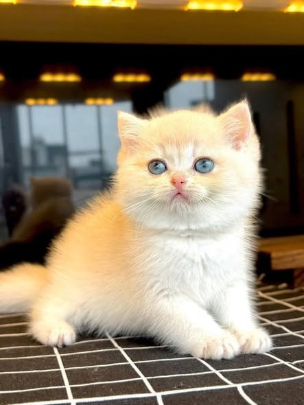 British Shorthair