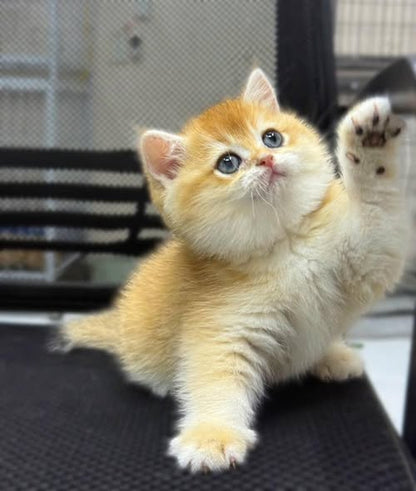 British Shorthair