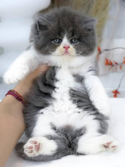 British Longhair