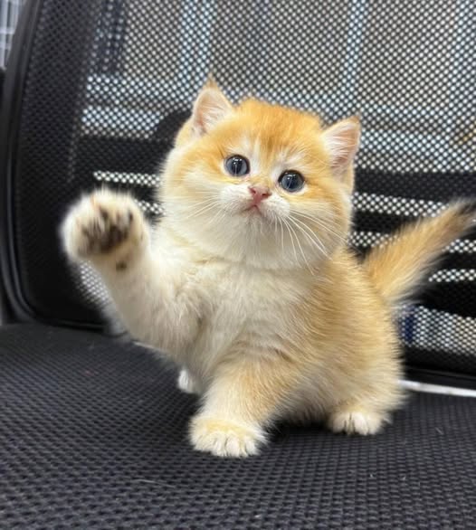 British Shorthair