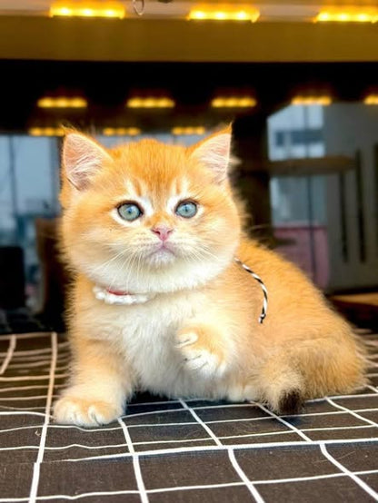 British Shorthair