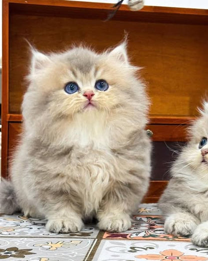 Munchkin Longhair