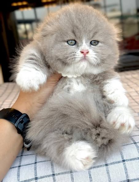 Munchkin Fold Longhair