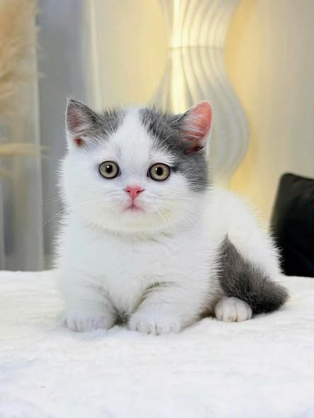 Munchkin