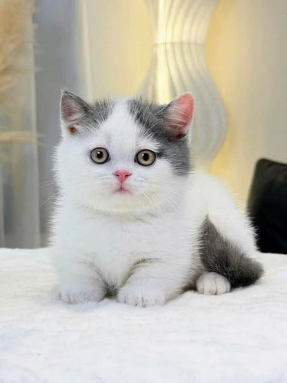 Munchkin