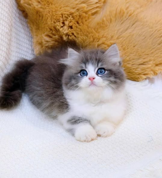 Munchkin Longhair