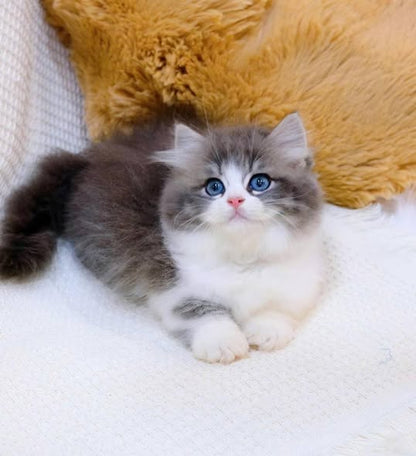 Munchkin Longhair