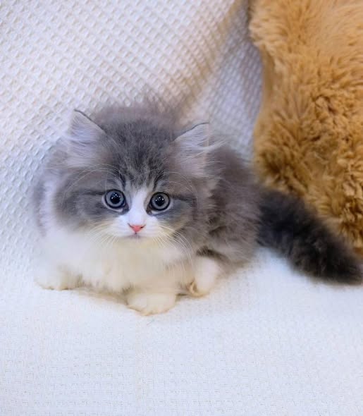 Munchkin Longhair