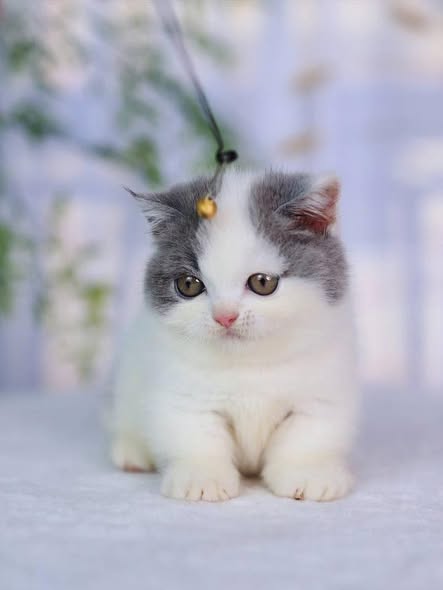 Munchkin